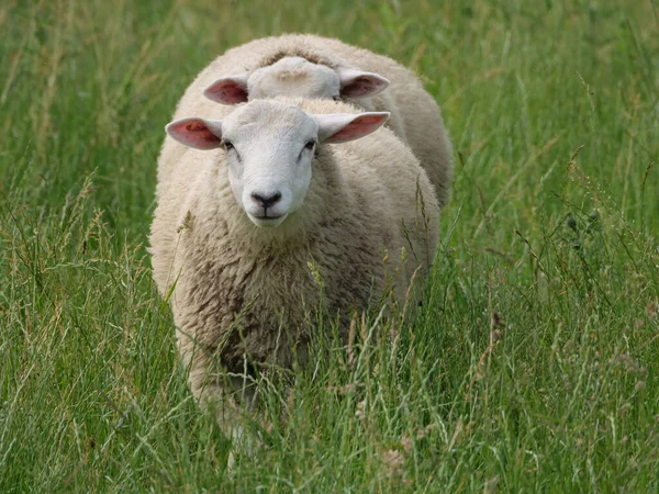 威斯特伐利亚草原上的绵羊和奶牛 — 图库照片