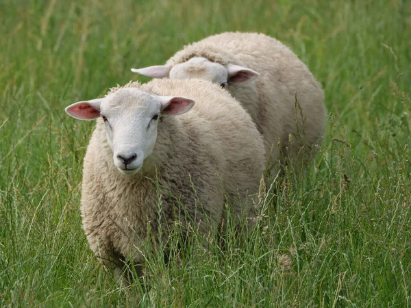 Schapen Koeien Een Weide Westfalen — Stockfoto