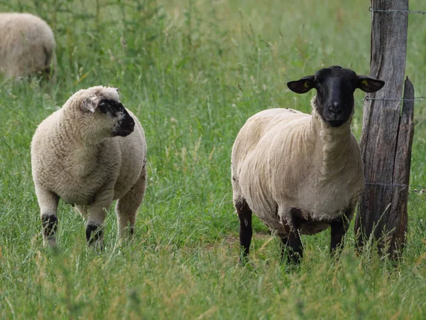 Pecore Mucche Prato Westphalia — Foto Stock