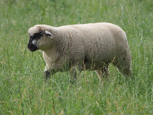 Får Och Kor Äng Västfalen — Stockfoto