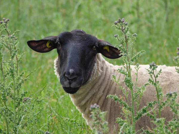 Schapen Koeien Een Weide Westfalen — Stockfoto