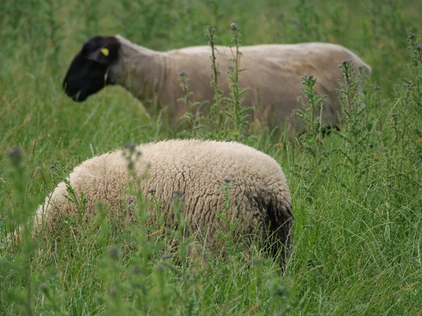 Schapen Koeien Een Weide Westfalen — Stockfoto