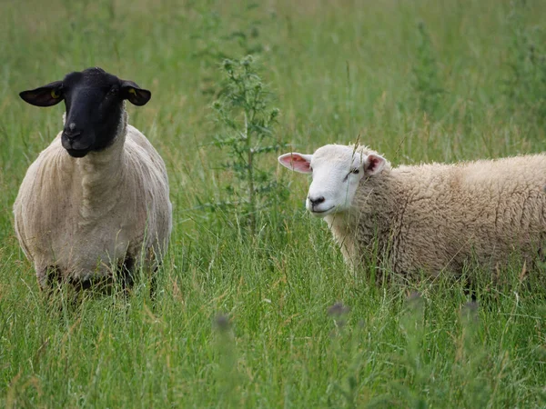 Вівці Корови Лузі Вестфалії — стокове фото