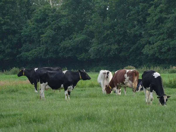 Schapen Koeien Een Weide Westfalen — Stockfoto