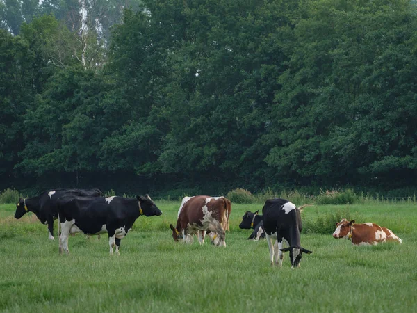 Får Och Kor Äng Västfalen — Stockfoto