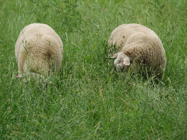 Schafe Und Kühe Auf Einer Weide Westfalen — Stockfoto