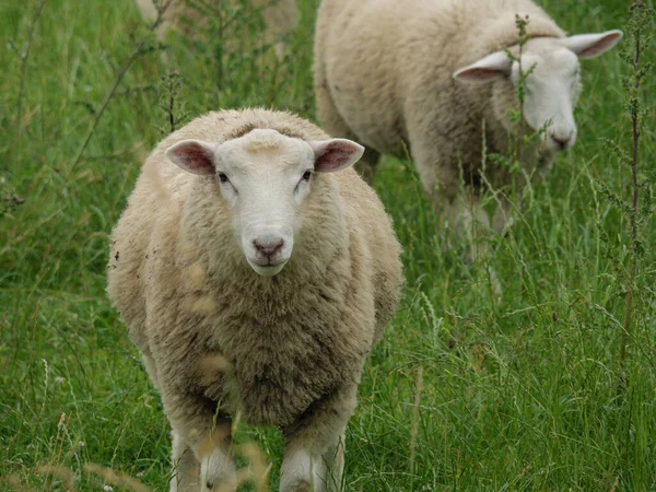 Moutons Vaches Sur Une Prairie Westphalie — Photo