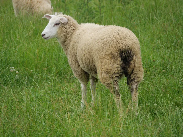 Moutons Vaches Sur Une Prairie Westphalie — Photo