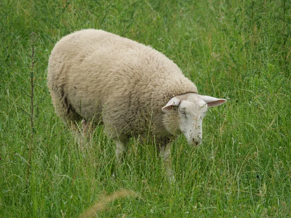 Вівці Корови Лузі Вестфалії — стокове фото