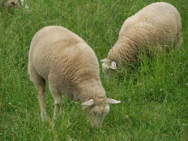 Moutons Vaches Sur Une Prairie Westphalie — Photo