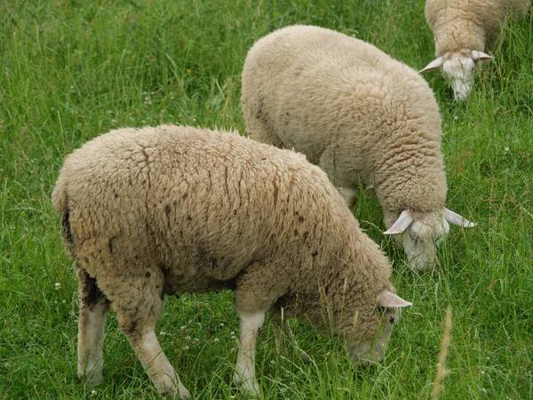 Schafe Und Kühe Auf Einer Weide Westfalen — Stockfoto