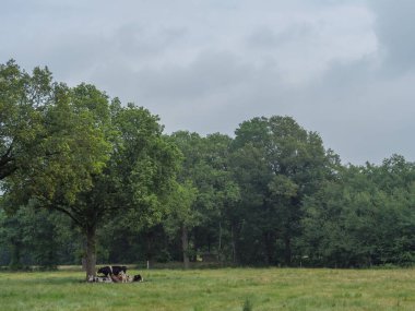 Hollanda 'daki inekler