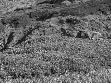 Akdeniz 'deki Korsika Adası