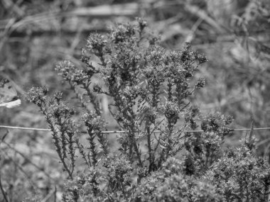 Hollanda 'daki Haarlem şehri.