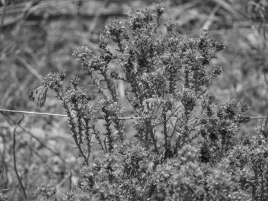 Hollanda 'daki Haarlem şehri.