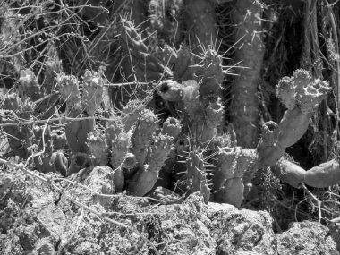 İspanya 'nın İbiza adası