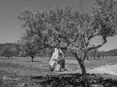 İspanya 'nın İbiza adası