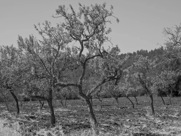 Den Spanska Ibiza — Stockfoto