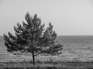 Baltık Denizi 'ndeki Binz plajı