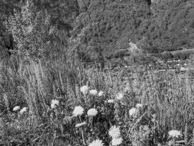 Flam ve Norveç 'teki Aurlandsfjord