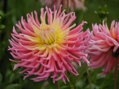 Alman bahçesindeki yıldız çiçekleri