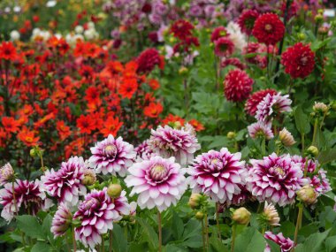 Alman bahçesindeki yıldız çiçekleri