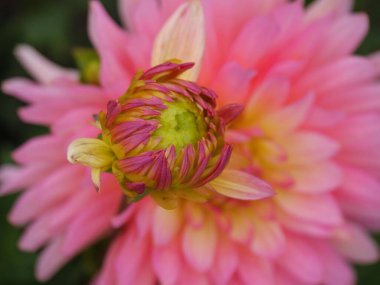 Alman bahçesindeki yıldız çiçekleri