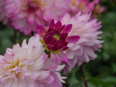 Alman bahçesindeki yıldız çiçekleri