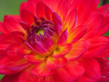 Alman bahçesindeki yıldız çiçekleri