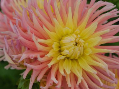 Alman bahçesindeki yıldız çiçekleri