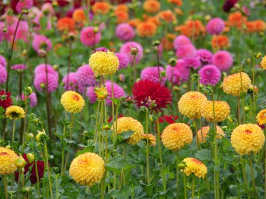 Alman bahçesindeki yıldız çiçekleri