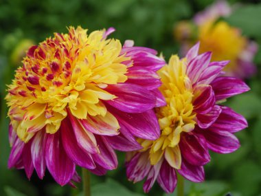 Alman bahçesindeki yıldız çiçekleri