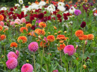 Alman bahçesindeki yıldız çiçekleri