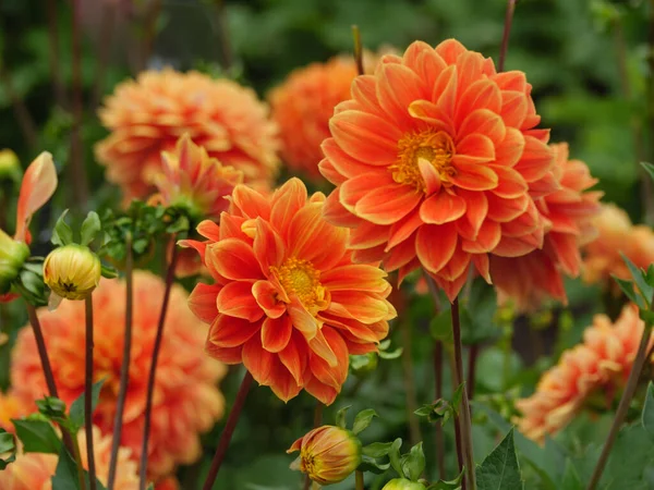 Dahlias German Garden — Stock Photo, Image