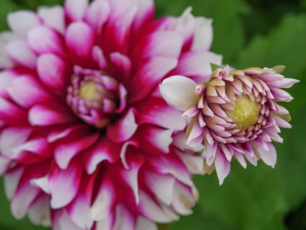 Dahlias German Garden — Stock Photo, Image