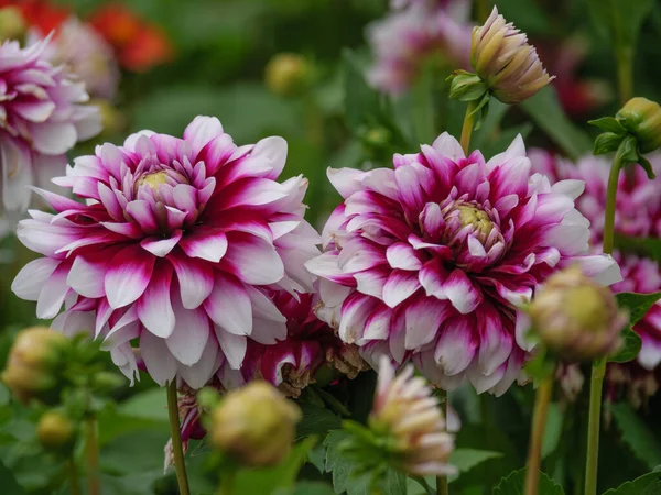 Dahlias German Garden — Stock Photo, Image