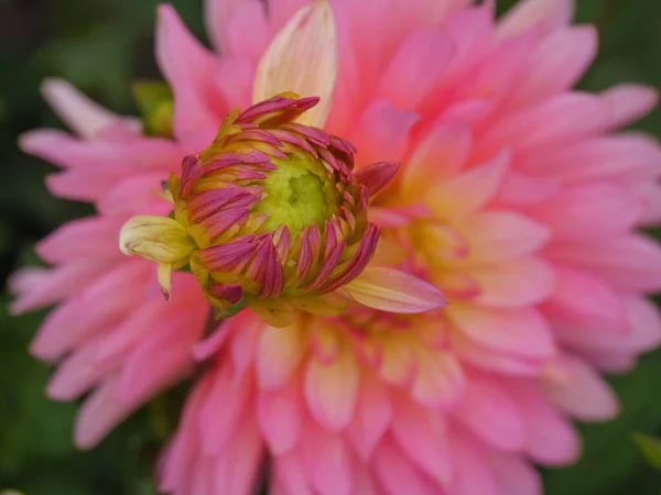 Dahlias German Garden — Stock Photo, Image