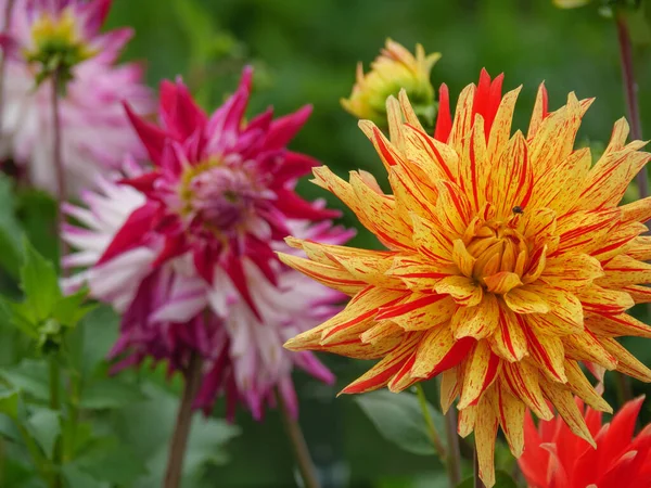 Dahlia Een Duitse Tuin — Stockfoto