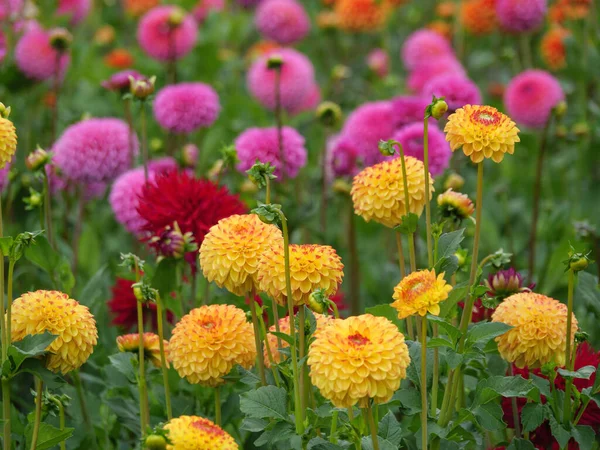 Dahlias Dans Jardin Allemand — Photo