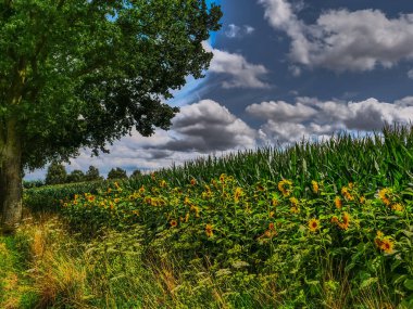 Westphalia 'da yaz zamanı