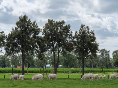 Westphalia 'da yaz zamanı