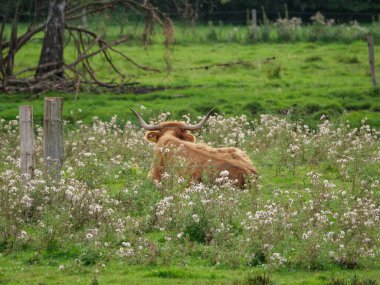 Vestfalya 'da bir çayırda inekler