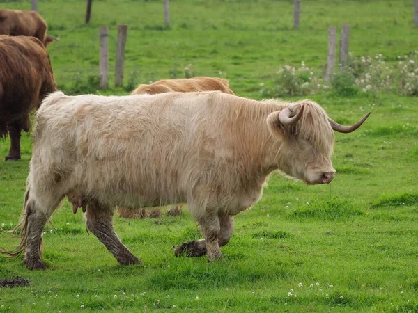 Vaches Sur Une Prairie Westphalie — Photo
