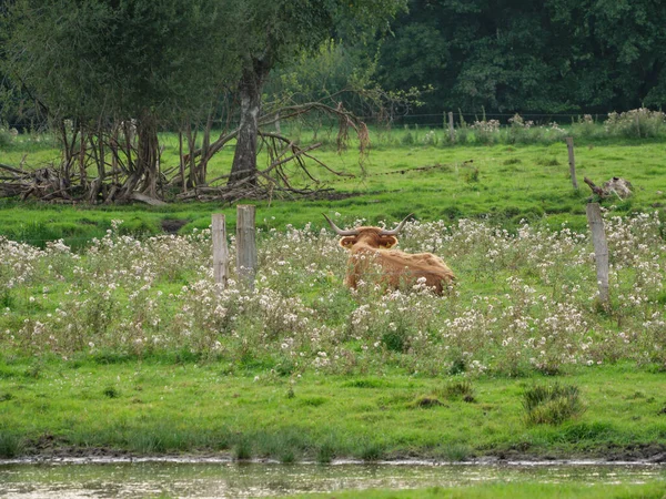 ヴェストファーレンの牧草地で牛 — ストック写真