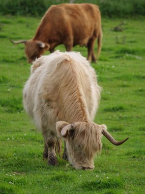 Vestfalya 'da bir çayırda inekler