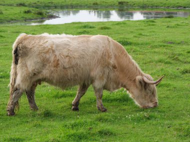 Vestfalya 'da bir çayırda inekler