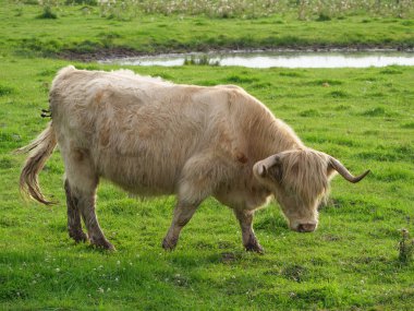 Vestfalya 'da bir çayırda inekler