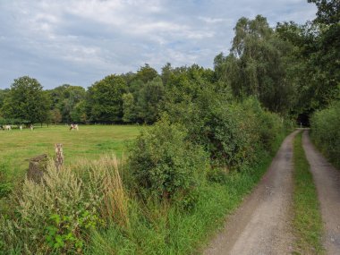 Vestfalya 'da bir çayırda inekler