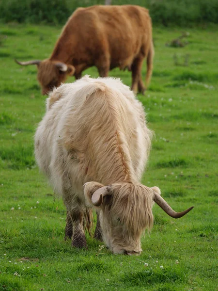 Cows Meadow Westphalia — Stock Photo, Image