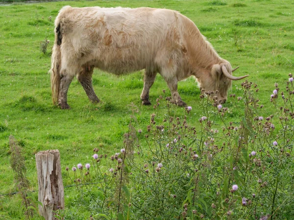 Vacas Prado Westfalia — Foto de Stock